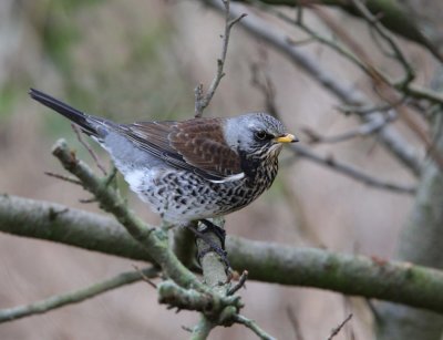 FIELDFARE