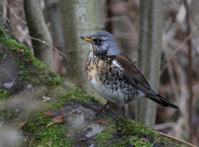 FIELDFARE