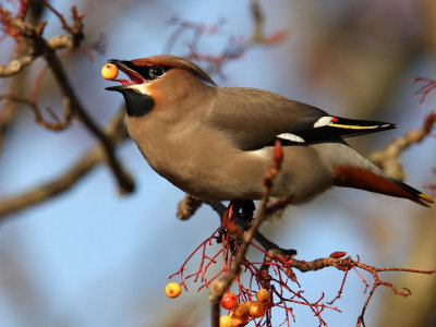 Waxwing