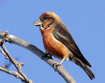 Common Crossbill (male)