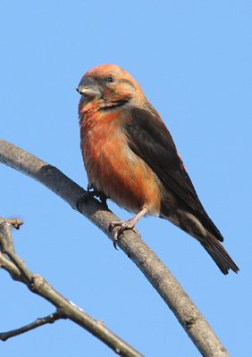 Common Crossbill