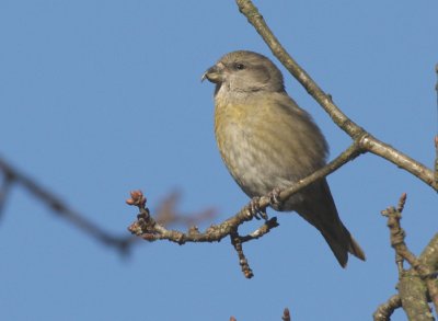 Common Crossbill (female)