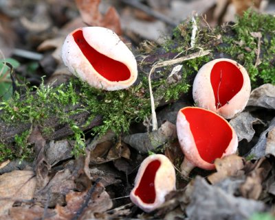 Scarlet Elfcup(Sarcoscypha austriaca )