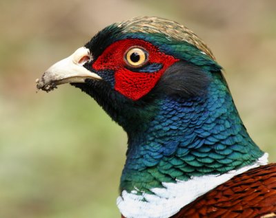 Pheasant.jpg