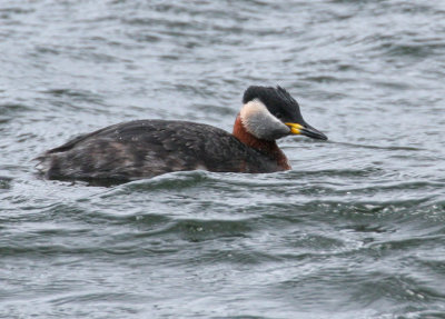Red-necked Grebe.