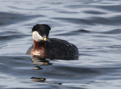 Red-necked Grebe