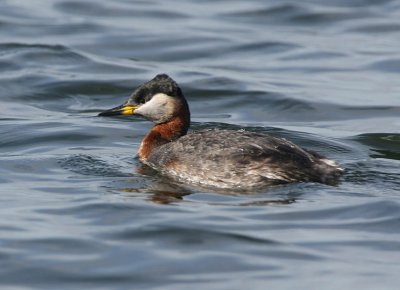 Red-necked Grebe