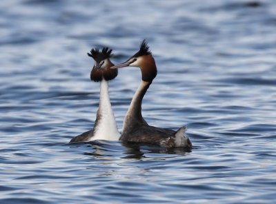 Great-crested Grebe