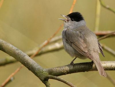 Blackcap.