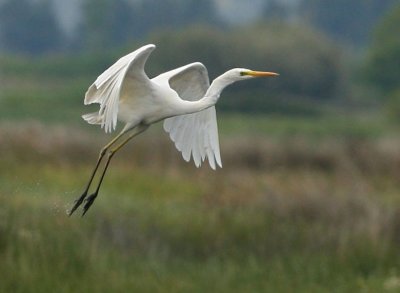 Great- white Egret.jpg