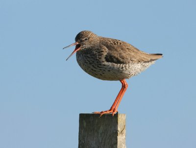 Common Redshank.jpg