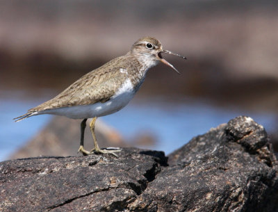 Common Sandpiper1.jpg