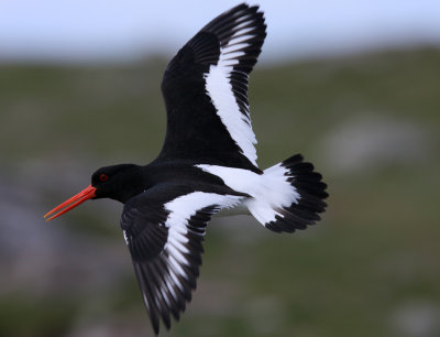 Oyster-catcher