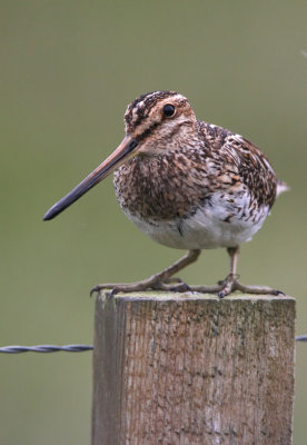 Snipe.