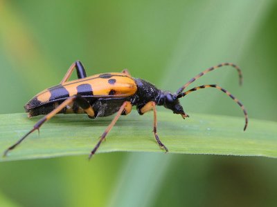 Longhorn beetle (Leptura maculata)