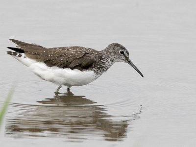 Green Sandpiper