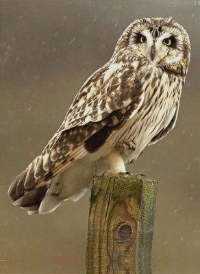 Short-eared Owl.