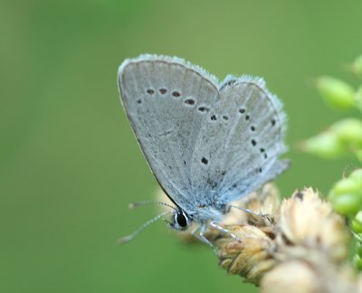 Small Blue.