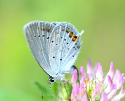 Short-tailed Blue.