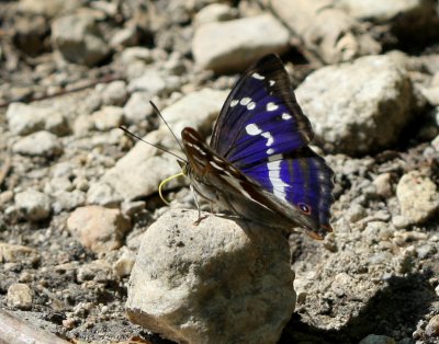 Purple Emperor