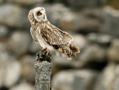 Short-eared Owl