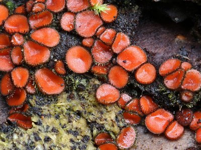 Scutellinia scutellata (Eyelash fungi.)