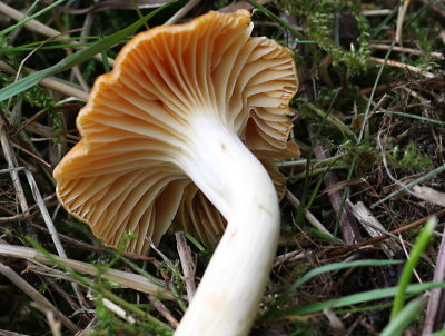 Meadow Waxcap.jpg