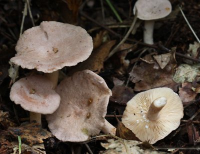 Lactarius glyciosmus (Coconut Milkcap.)