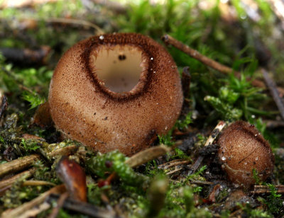 Glazed cup-Humaria hemisphaerica