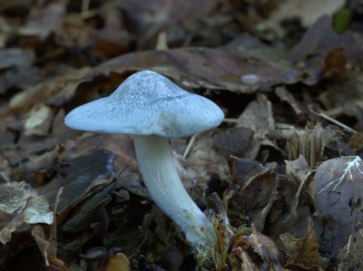Clitocybe adora (Aniseed funnel)