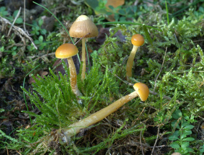 Galerina pumila (Dwarf Bell )