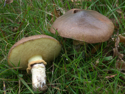 Suillus luteus  (Slippery Jack)