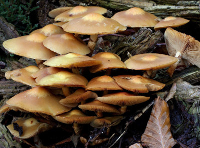 Kuehneromyces  mutabilis  (Sheathed Woodtuft )