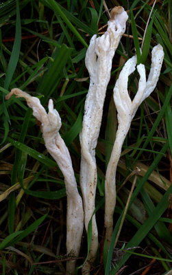 Clavulina rugosa ( Wrinkled Club )