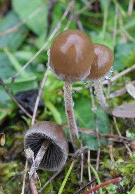 panaeolus rickenii (dewdrop bonnet )