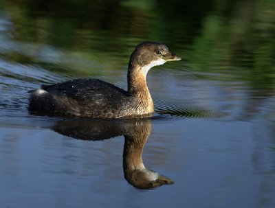 Pied-billed Grebe