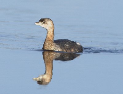 Pied-billed Grebe.