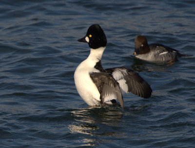 Common Goldeneye.