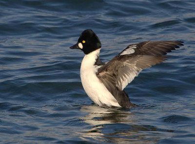 Common Goldeneye