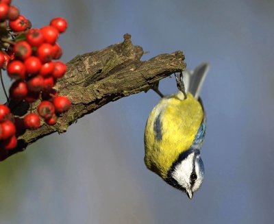 Blue tit