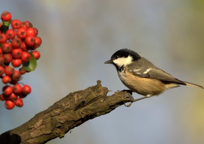 Coal Tit.