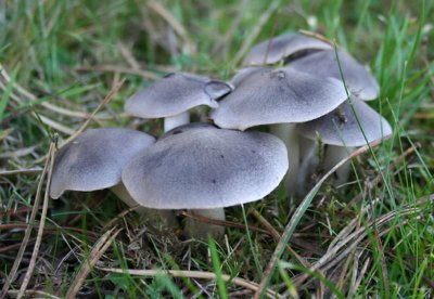 Grey Knight ( Tricholoma terreum )