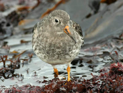 Purple Sandpiper