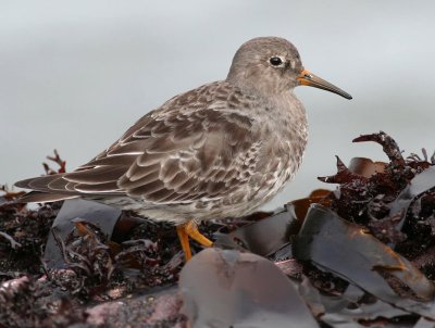 Purple Sandpiper