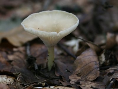 Clitocybe dealbata(  Ivory funnel.)