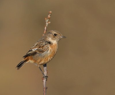 Stonechat(Female)