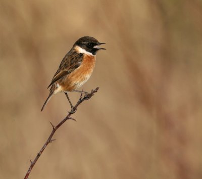 Stonechat.(male)