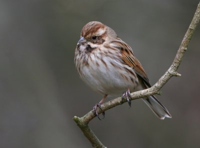 Reed Bunting.(female)