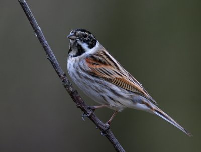 Reed Bunting ( male )