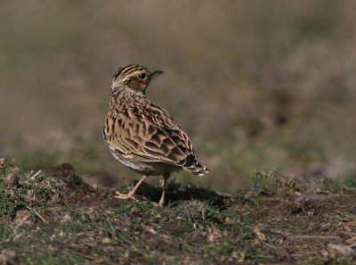 woodlark